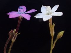 Gilia tenuiflora