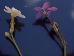 Gilia tenuiflora