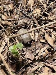 Kinosternon subrubrum