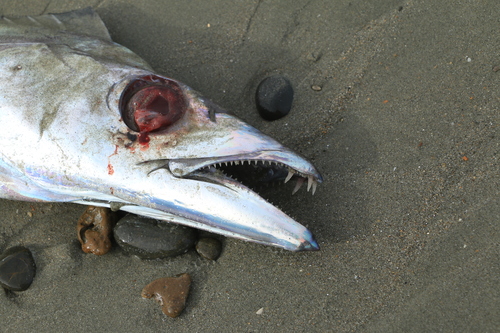 Silver scabbardfish (Lepidopus caudatus) — Trichiuridae — 2