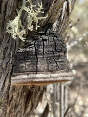 Phellinus arctostaphyli
