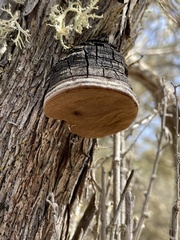Phellinus arctostaphyli