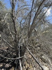 Phellinus arctostaphyli