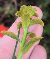 Aecidium euphorbiae