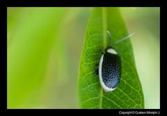 Asphaera albomarginata