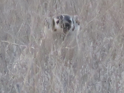 American Badger photographed in Utah
