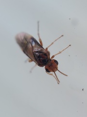 Hoplocampa