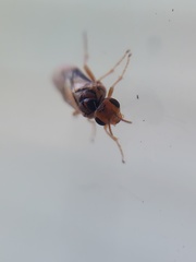 Hoplocampa