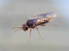 Hoplocampa
