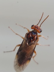 Hoplocampa