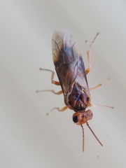 Hoplocampa