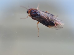 Hoplocampa
