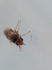 Hoplocampa