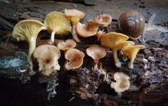 Pseudoarmillariella ectypoides