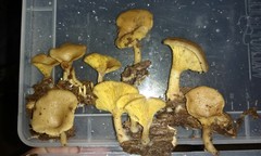 Pseudoarmillariella ectypoides