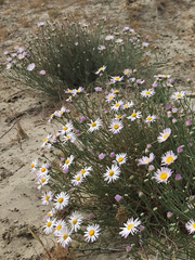 Erigeron filifolius