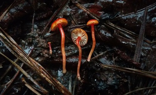 Hygrocybe parvula