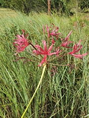 Nerine laticoma