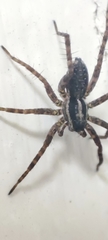 Pardosa