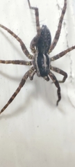 Pardosa