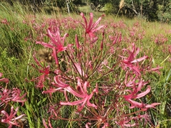 Nerine laticoma