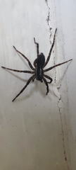 Pardosa