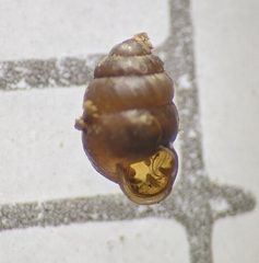 Vertigo pygmaea