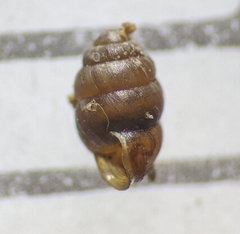 Vertigo pygmaea