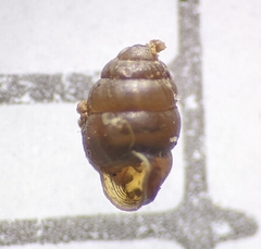 Vertigo pygmaea