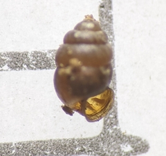 Vertigo pygmaea