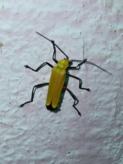 Chauliognathus sulphureus