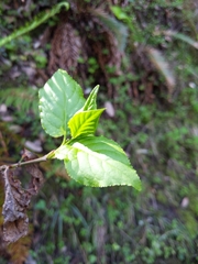 Euonymus occidentalis occidentalis