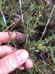 Pimelea axiflora