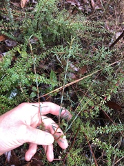 Pimelea axiflora
