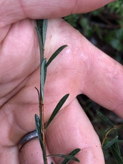 Pimelea axiflora