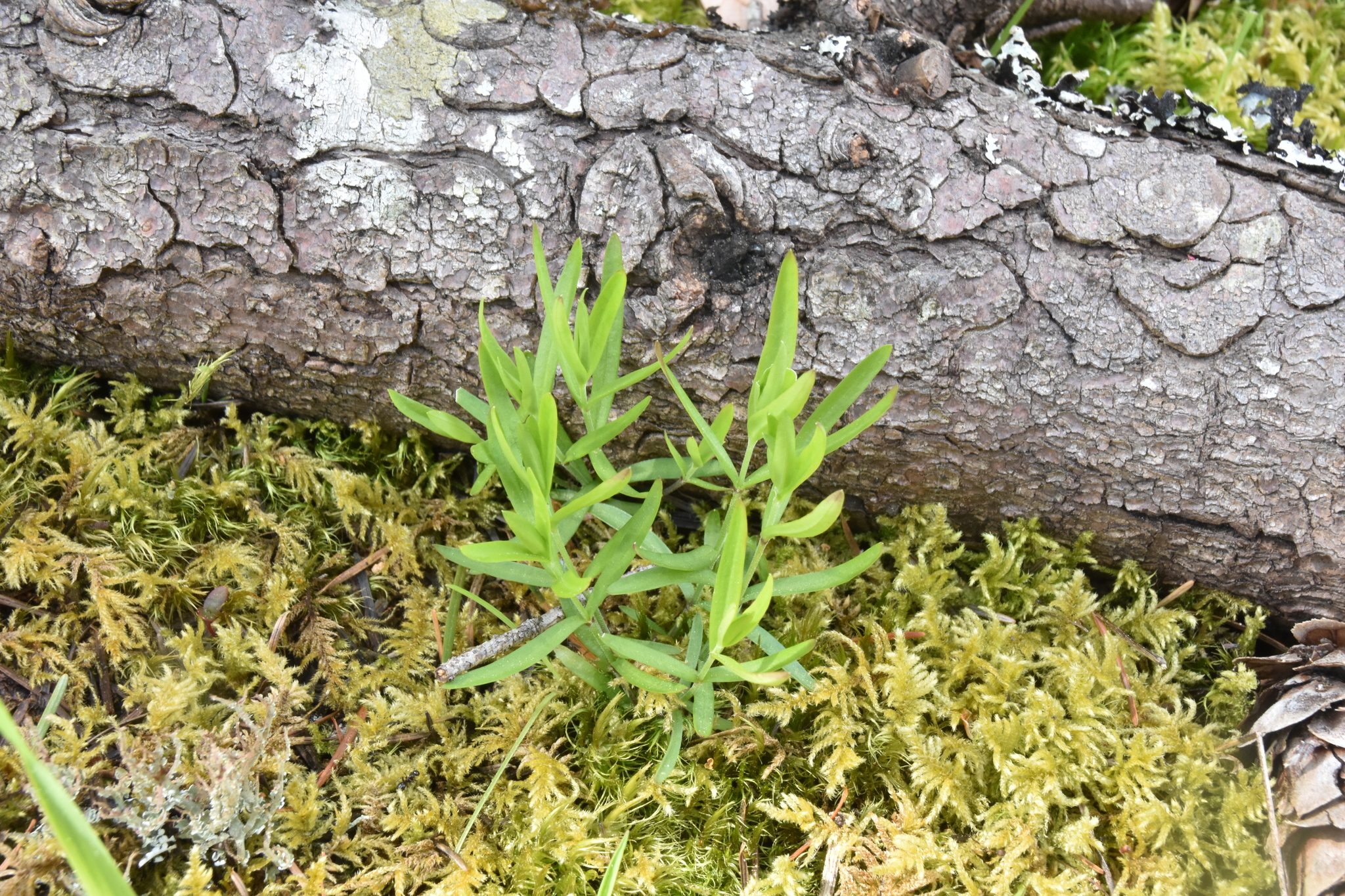 Moehringia