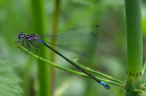 Variable Bluet