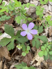Geranium maculatum