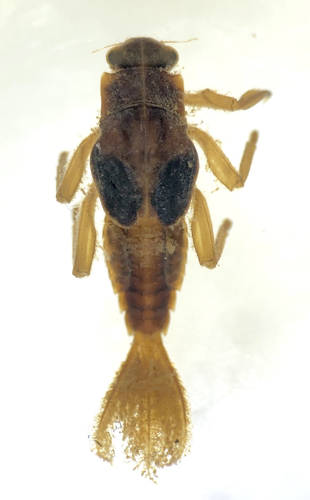 Austremerellidae
