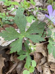 Geranium maculatum