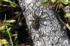 Pardosa vancouveri