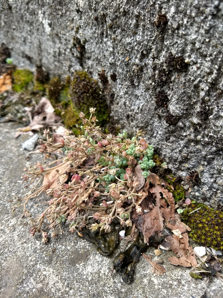 Sedum corsicum Duby 2