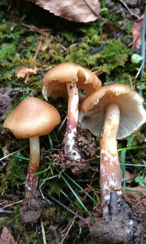 Psilocybe caerulescens