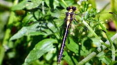 Octogomphus specularis