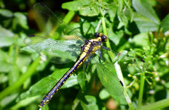 Octogomphus specularis