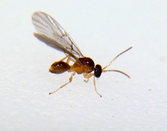 Neuroterus minutus