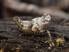Bathysmatophorinae