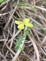Hypericum suffruticosum