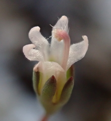 Nemacladus secundiflorus robbinsii