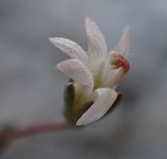 Nemacladus secundiflorus robbinsii